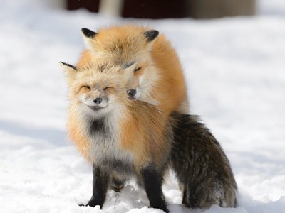 你看過這麼幸福的動物嗎？狐狸夫妻啪啪啪眼睛都彎到笑啦