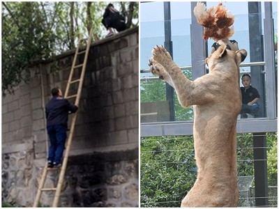 貪小便宜翻牆進動物園　落地聽見獅子吼！臉都綠了