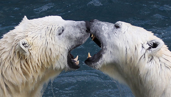 阿拉斯加北極熊。（圖／路透社）