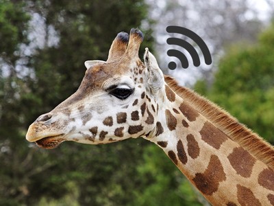 長頸鹿頭上兩根是什麼？動物園Wi-Fi都是從這來的（誤）