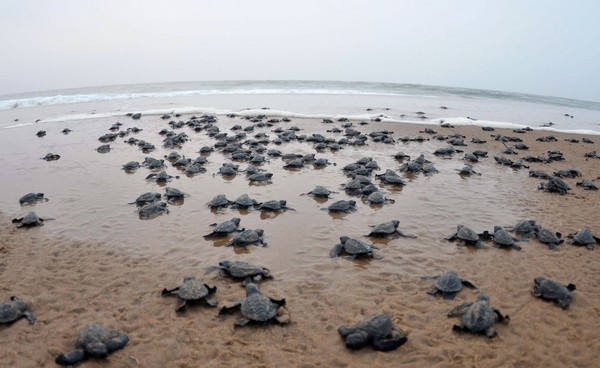 數萬新生麗龜爬出印度海灘。（圖／CFP）