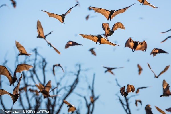 蝙蝠大遷徙的壯闊的場面，視覺效果驚人。(圖／CFP)