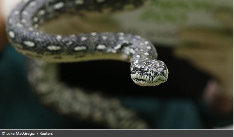 ▲ 澳洲新南威爾斯州一隻沉溺於毒品的蟒蛇。（圖／路透社）