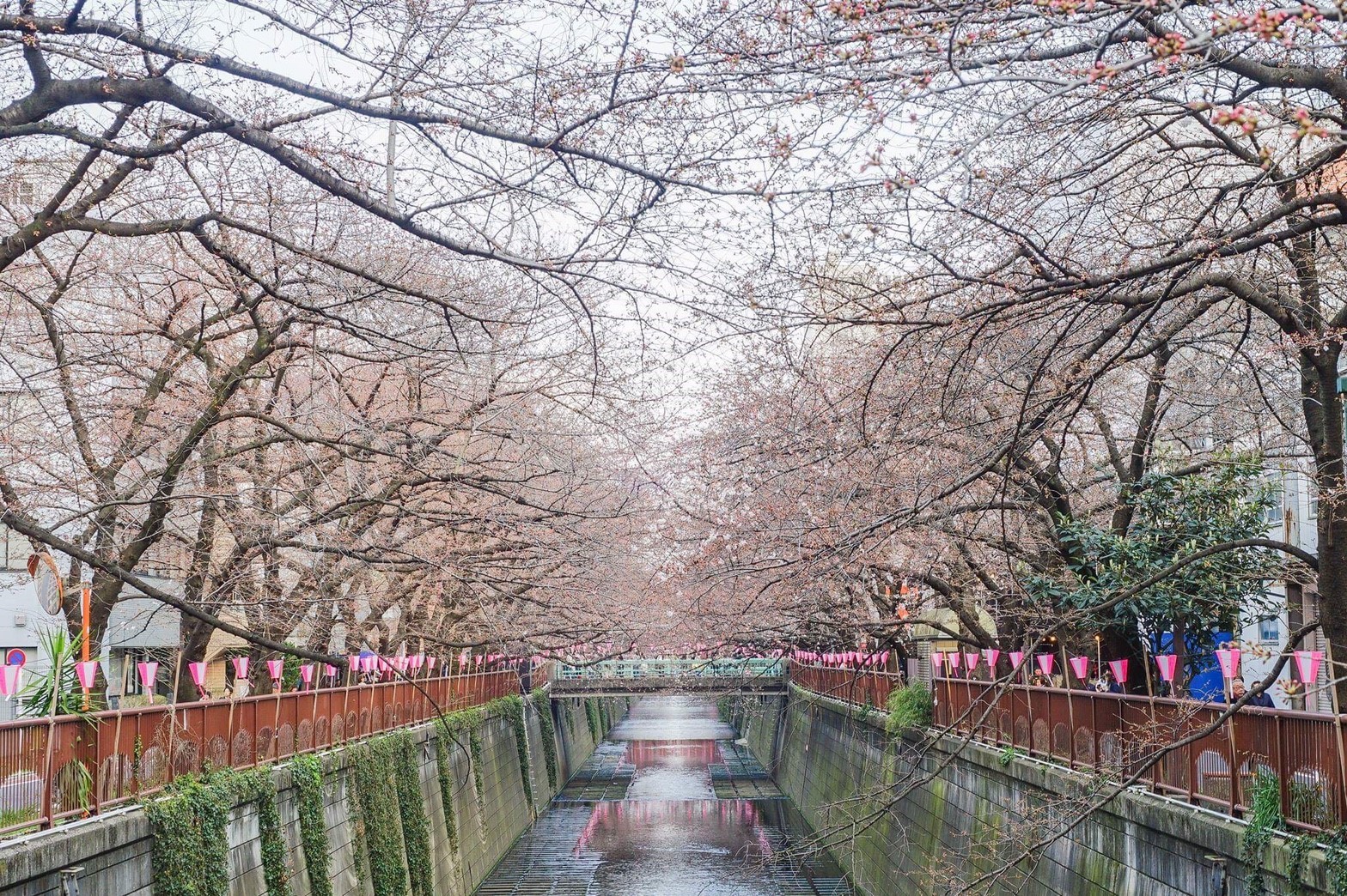 東京目黑川八幡宮櫻花已盛開。（圖／潮流編輯 Chez Kuo提供，請勿隨意翻拍，以免侵權）
