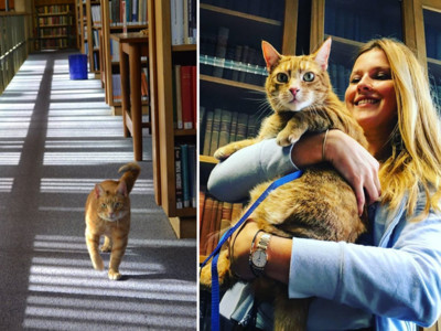 「三腳貓」被圖書館收留成劍橋吉祥物　考試前見牠要預約