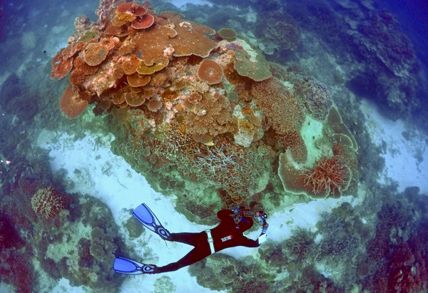 ▲澳洲大堡礁(Great Barrier Reef)是世界最大最長的珊瑚礁群，吸引了世界各地的遊客來觀賞海底奇觀。（圖／路透社）