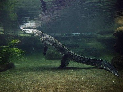 驚人冷知識！鱷魚在水下不游泳，都用「兩隻腳站著走」