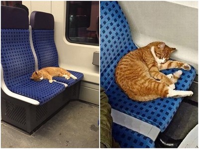 虎斑貓在電車上睡太熟..不忍叫醒牠但再睡下去就回不了家啦！