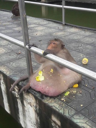 泰國胖獼猴「胖叔」。（圖／翻攝自คนรักลิงหัวใจแกร่ง Facebook、Twitter）
