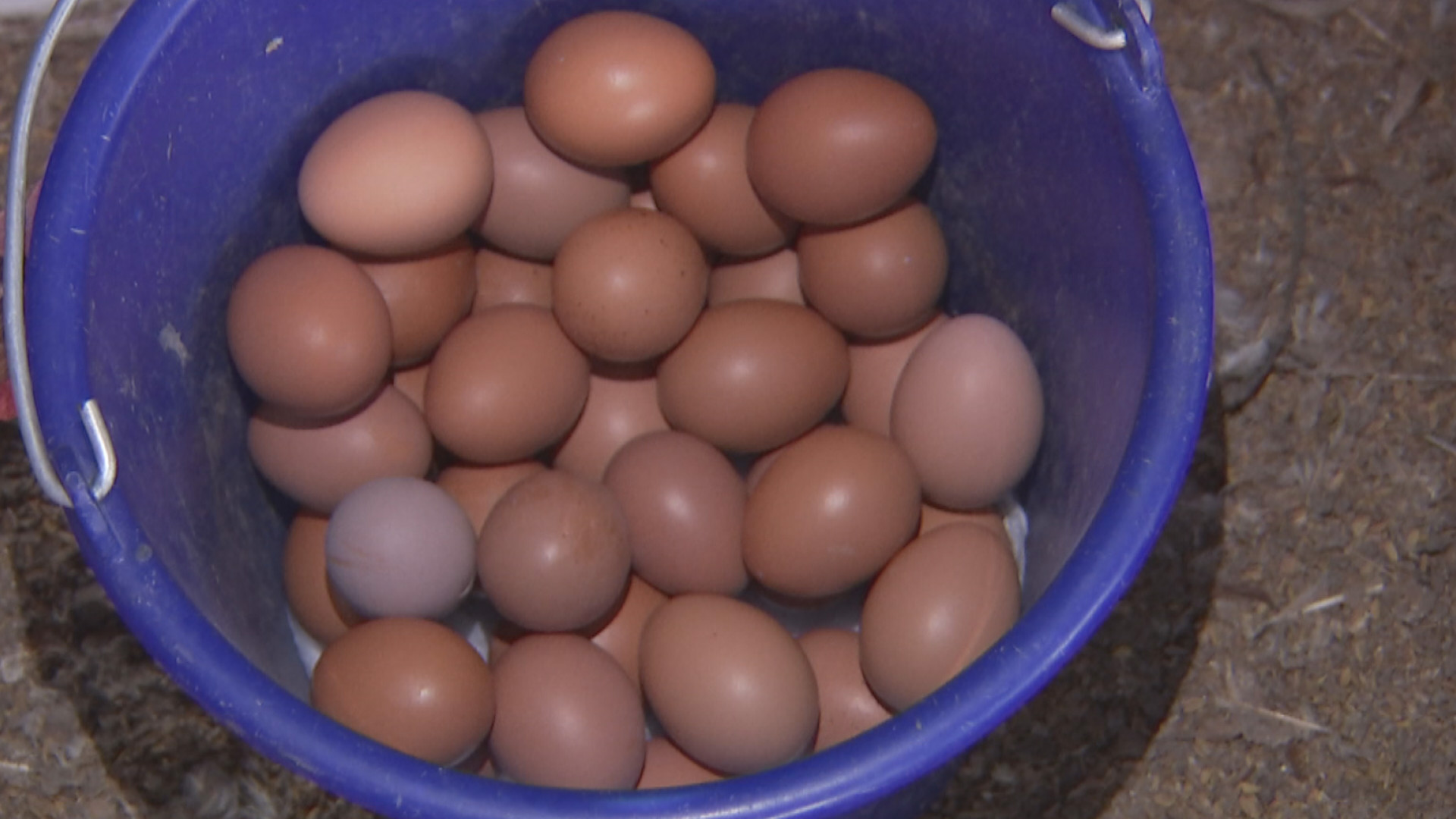 雞蛋,養雞場,戴奧辛,母雞,禽流感(圖/記者姜國輝攝)