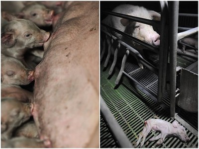 養殖場母豬關窄籠→餵奶機器　目睹小豬死在籠外卻一步也不能動