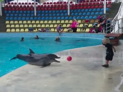 小朋友的球球掉到水裡去　海豚扭腰撿回來
