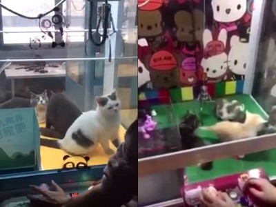 怒！活生生小貓放進「夾娃娃機」當商品　中國民眾排隊玩