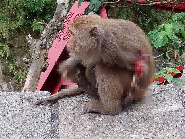 台東縣東河鄉登仙橋發現有一隻猴子 　二隻前肢疑似被捕獸夾夾到（圖／翻攝自就是愛台東）