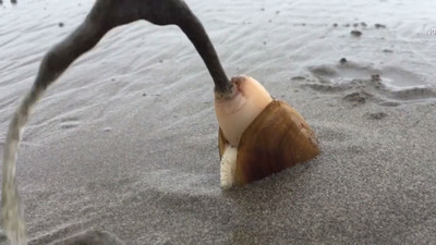 捕捉「大西洋刀蟶」鑽掘沙地　精華在頭頭噴發的最後10秒