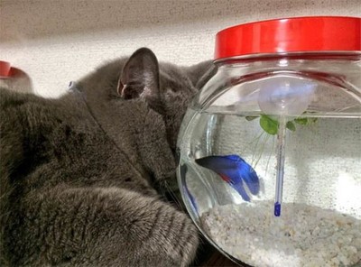 貓皇靠著魚缸睡著了？換個角度看....鬥魚壓力很大啊XD