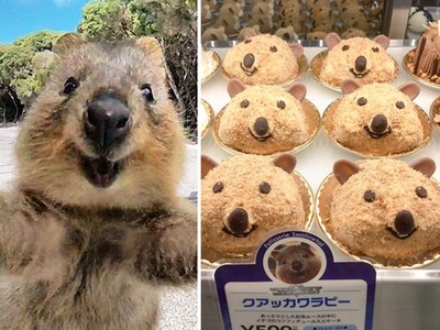 「冷門動物園」甜點，紅茶味的短尾矮袋鼠在對我笑呀！