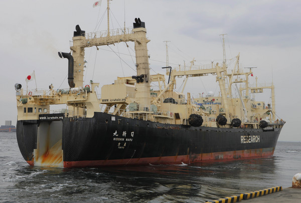 日本捕鯨船「日新丸號」與澳州環保團體「海洋守護協會」(Sea Shepherd Conservation Society)發生過多起衝突。(圖／達志影像／美聯社)