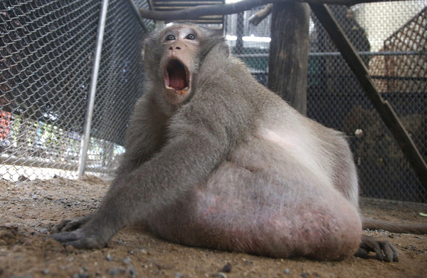 26kg胖猴「肥叔」不停被餵零食 长肿瘤要强制减肥!