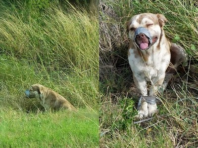 四肢遭綁發出「臨死悲鳴」　野地棄犬靠搖尾巴獲救