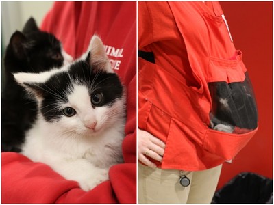 流浪小貓獲救後總亂跑　志工發明「透明育嬰袋」把喵帶身邊照顧
