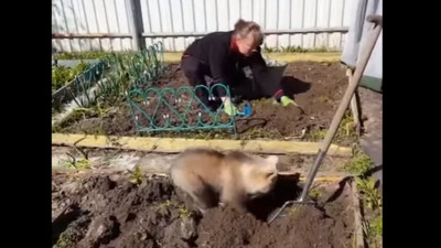 最萌園丁！俄羅斯小熊幫忙主人耕種菜園架式十足