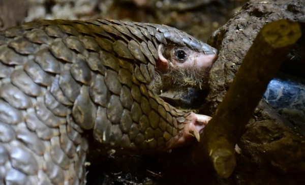 穿山甲芎梧、動保。（圖／台北市立動物園提供）