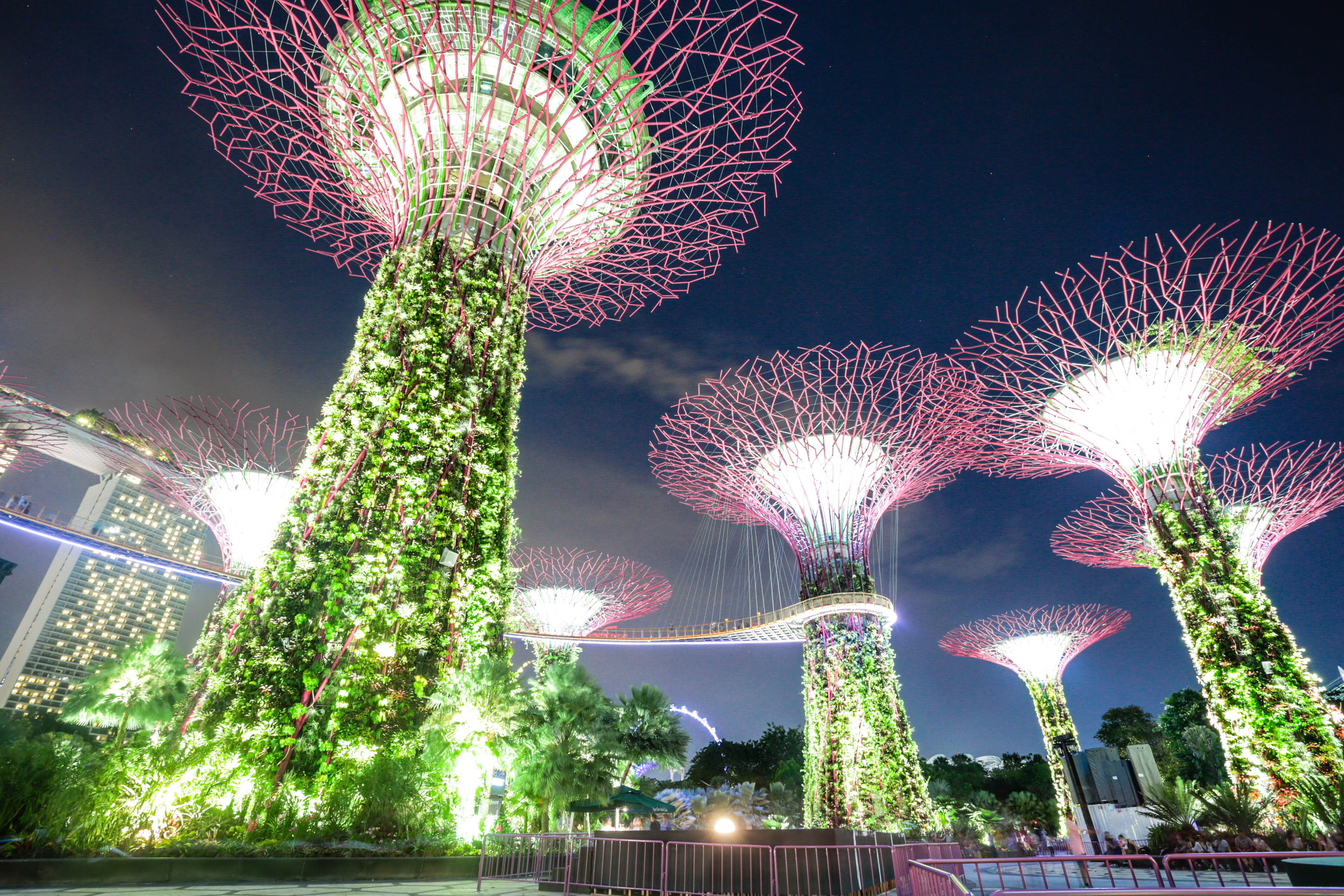 新加坡旅遊-濱海灣花園溫室：擎天樹、燈光秀夜景（圖／記者林世文攝）