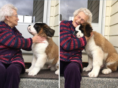 呆萌毛鄰居來等門，93歲獨居老奶奶，有大狗的日子都是好日子
