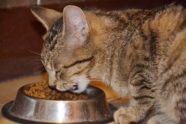 ▲貓咪吃東西。（圖／取自Pixabay）