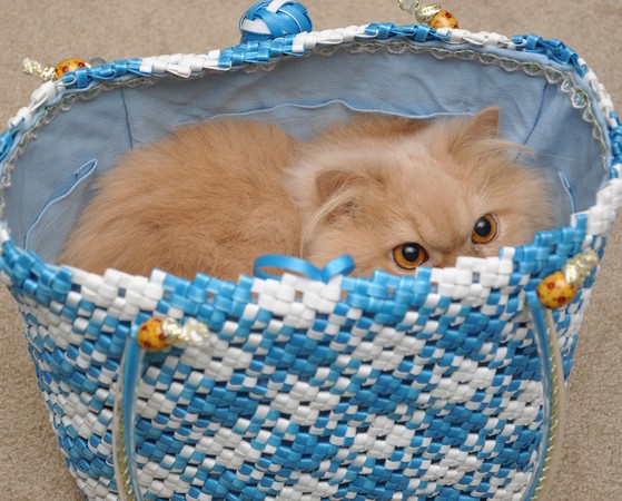 ▲貓咪,購物袋。（圖／達志／示意圖）