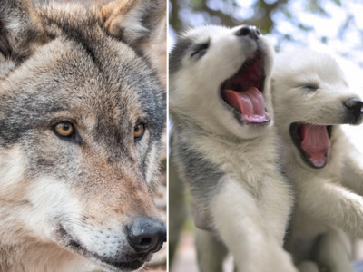 測出你上輩子是OO動物！你可能是月月、野狼或是...？