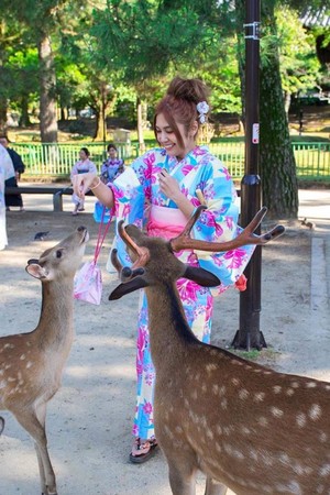 到日本奈良餵鹿是許多遊客喜愛的行程之一