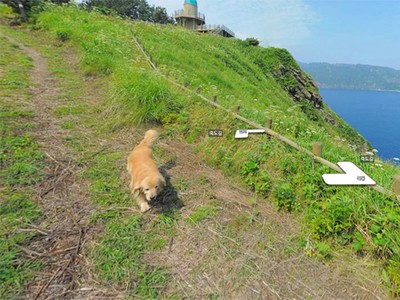 全世界最可愛！Google輸入鬱陵島..每個角落都有隻黃金導遊