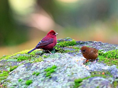 墨西哥鳥鳥會「撿菸蒂殺蟲」了，但這害牠們染色體異常