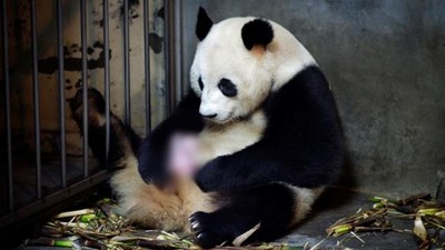 熊貓分娩如「炸裂射出」　讓寶寶先飛一會兒