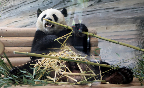 ▲▼習近平和梅克爾探望柏林動物園的兩隻熊貓。（圖／路透社）