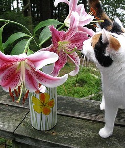 百合花让猫咪呕吐,肾衰竭! 10大「致命植栽」要注意