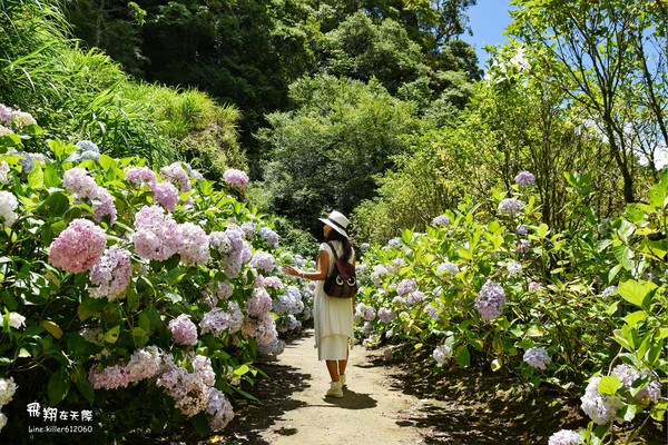 ▲杉林溪繡球花海。（圖／攝影師《飛翔在天際》提供）