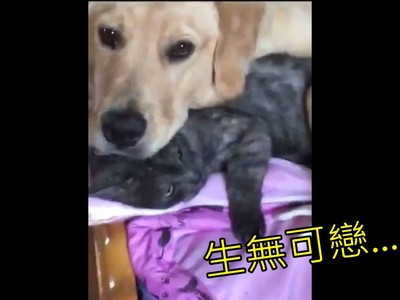 小黃金獵犬躺「喵枕頭」好蘇胡，灰貓抵抗無效一臉厭世XD