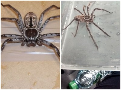 藏貨櫃航行3月　「18公分澳洲大蜘蛛」嚇壞英國工人