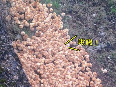 荒野撿到「上千隻」黃色小雞！大片超可愛毛毛液體來源卻很悲傷..