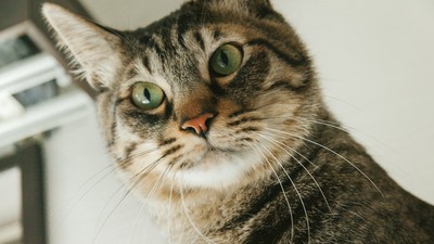 「朕壓力也是很大的」　4個原因顛覆你對貓咪過爽爽的印象