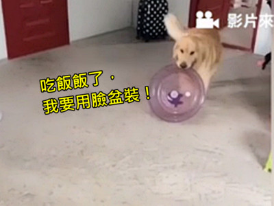 開飯囉～叫黃金獵犬拿「自己的碗來」，下一秒..他叼著超巨型臉盆