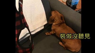 主人邀約散步，懶惰臘腸犬臉塞沙發「我不要！」