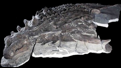 1億年前整隻「消光黑恐龍」出土　陽光下龍鱗皮仍暗如陰影