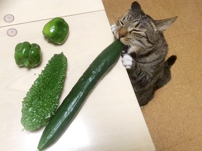 蔬果採收遇貓小偷！霸氣虎斑對決黃瓜　親口咬碎怕瓜傳言