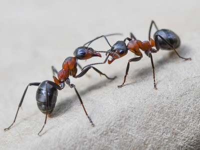 螞蟻根本薪水小偷！昆蟲學家發現：至少40%是整天裝忙