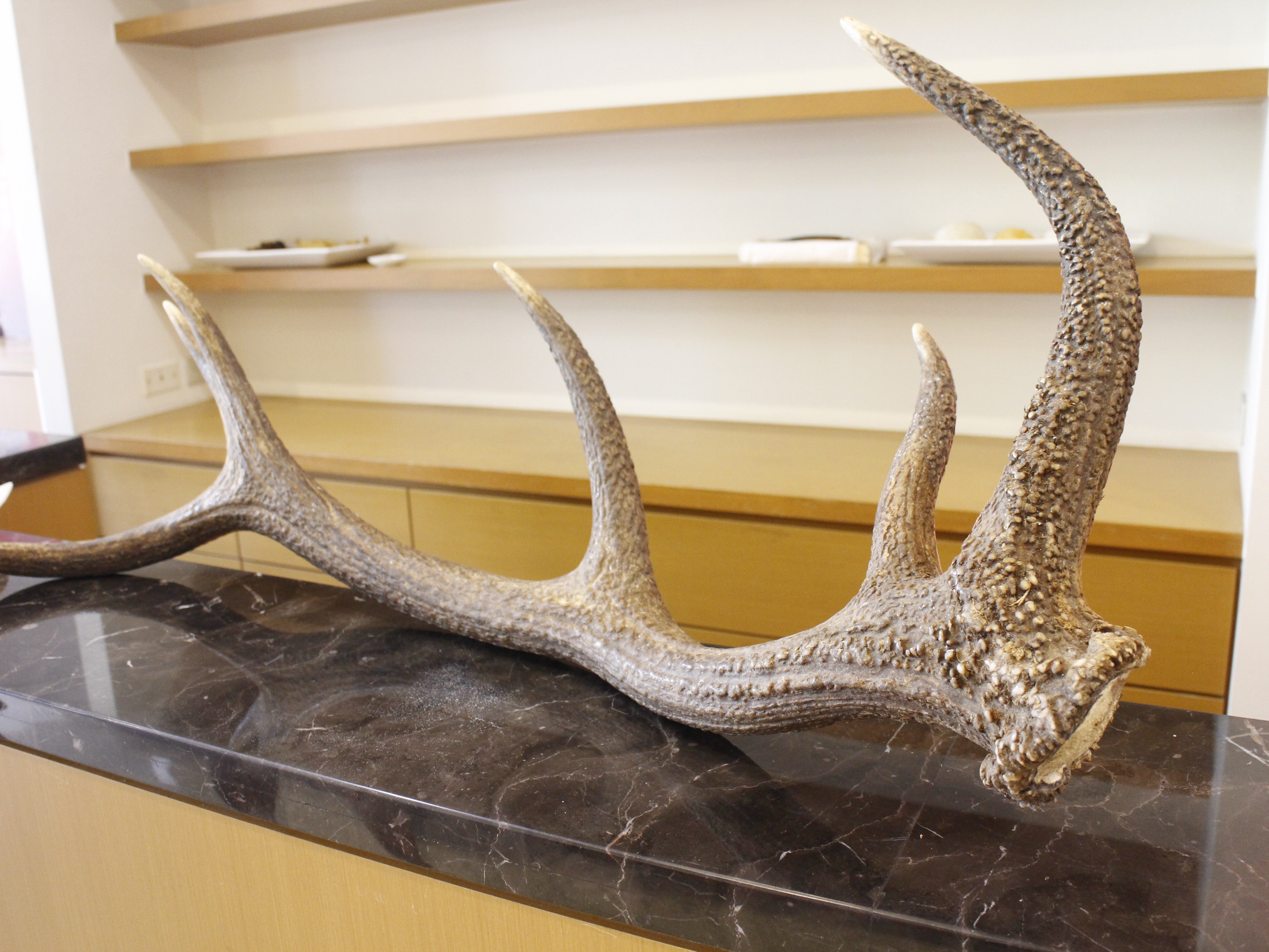 ▲鹿角,鹿,鹿茸。(圖/記者呂曉雯攝)