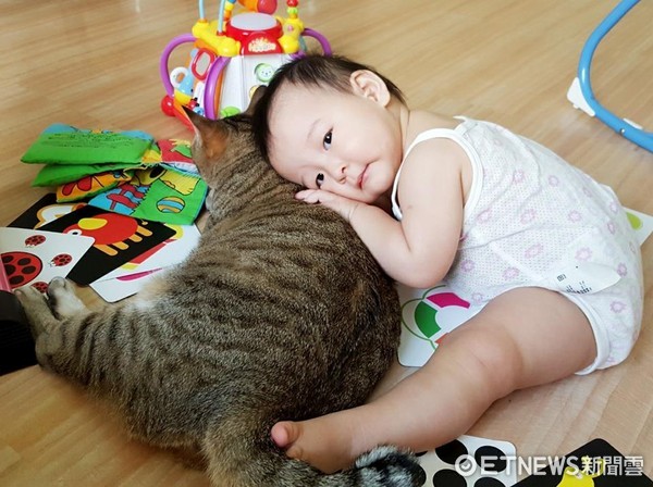 ▲寶寶看到貓哥哥就忍不住「黏上去」　這個枕頭好蘇胡～。（圖／臉書粉絲專頁「六貓保姆與7楓妹」提供）